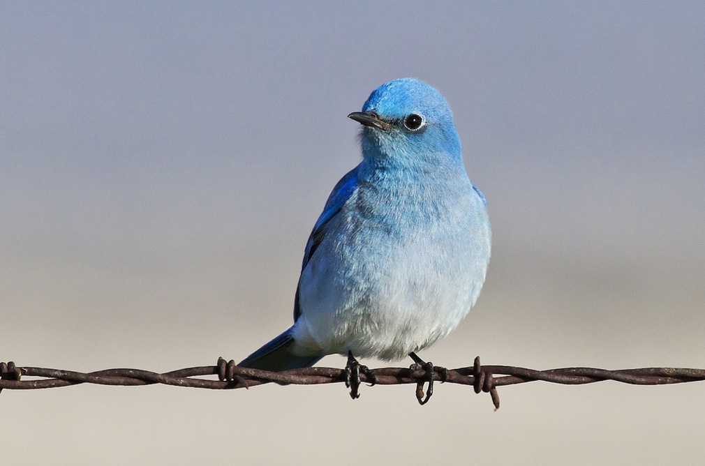 We can’t entrust Twitter with the future of the real-time web