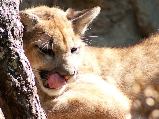 Apple files for U.S. trademarks on ‘OS X Mountain Lion’ and ‘Mountain Lion’