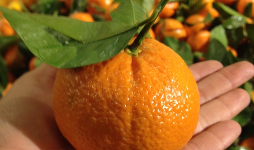 Should food stamps work online? FreshDirect thinks so