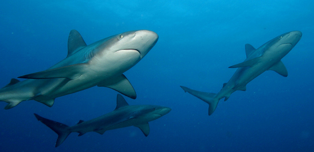 That was quick: Grooveshark disappears from the Google Play Store (again)