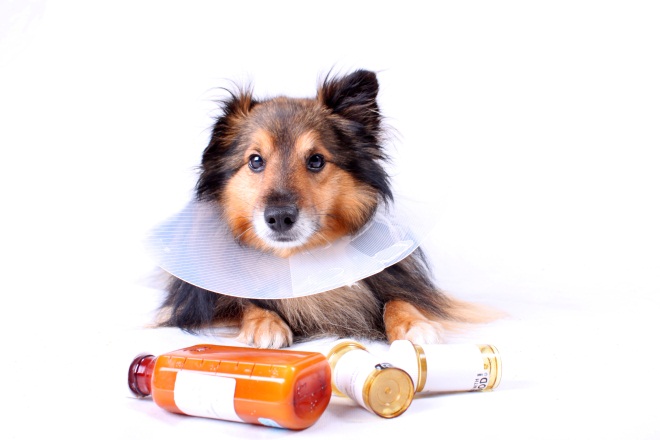 Consolidation in the UK: Online pet food retailer MedicAnimal buys rival Petmeds