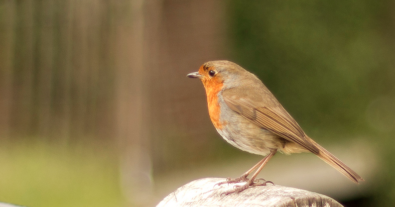 Aviary teams up with Filepicker.io to make importing photos ridiculously easy