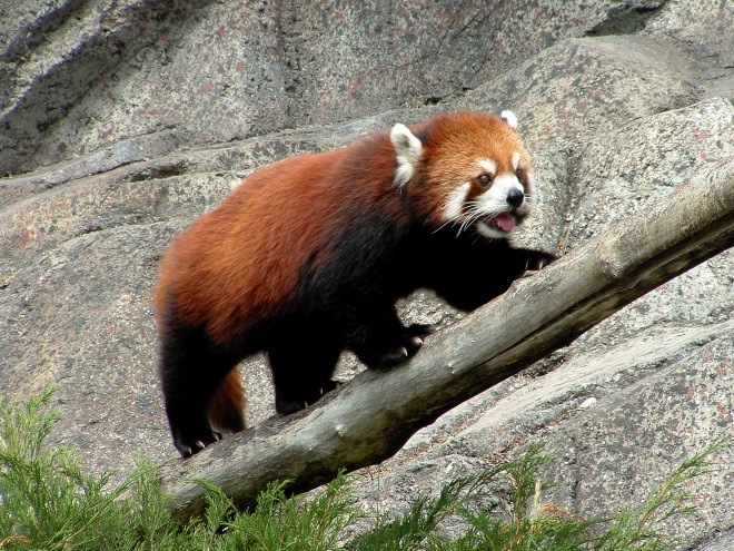 You can download Firefox 24 for Windows, Mac, and Linux right now; official launch tomorrow
