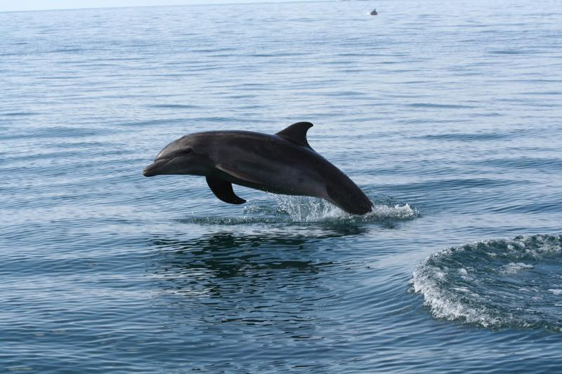 Dolphin reaches 50m users, launches new Jetpack addon to supercharge its Android browser