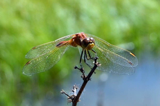 Google releases Native Client debugger, Visual Studio add-in to help developers focus on coding