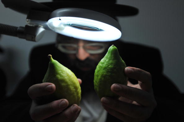 An Ultra Orthodox Jewish man inspect citrons
