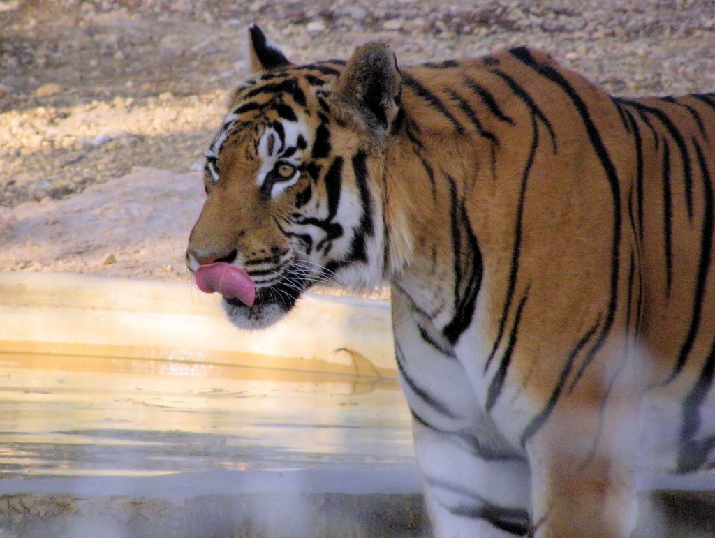 Jungle Ventures reveals $10 million ‘super angel’ fund for Asian startups