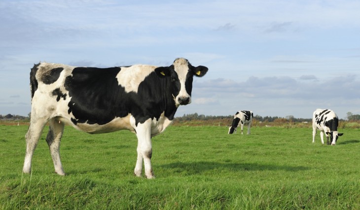 Dwolla announces hackathon in Des Moines. First prize is a cow.