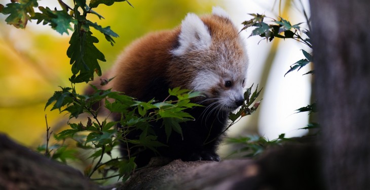 Mozilla now lets you try out Firefox OS with just a simple browser add-on