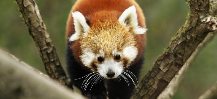 Watch Mozilla show off the Firefox OS Gaia UI, Marketplace and more