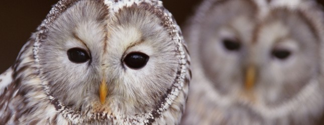 HootSuite bolsters its App Directory with Vimeo, WordPress.org and more