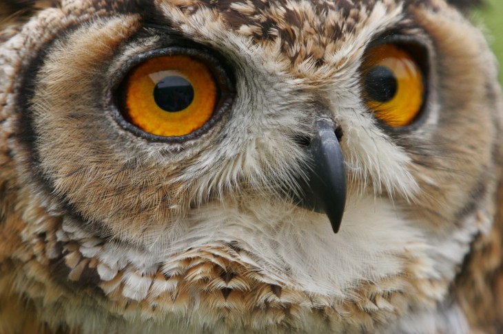 Rockstart-backed Owlin lands $250k for real-time news analysis and notifications