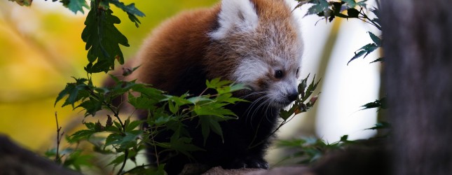 Mozilla releases Firefox OS Simulator 1.0, introduces private browsing windows in Nightly build