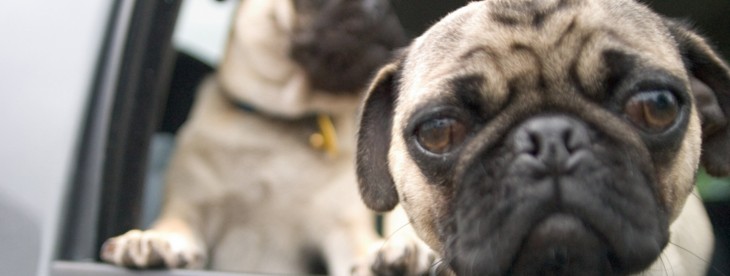 Watch: Three dogs set to take driving test in New Zealand (this is no joke)