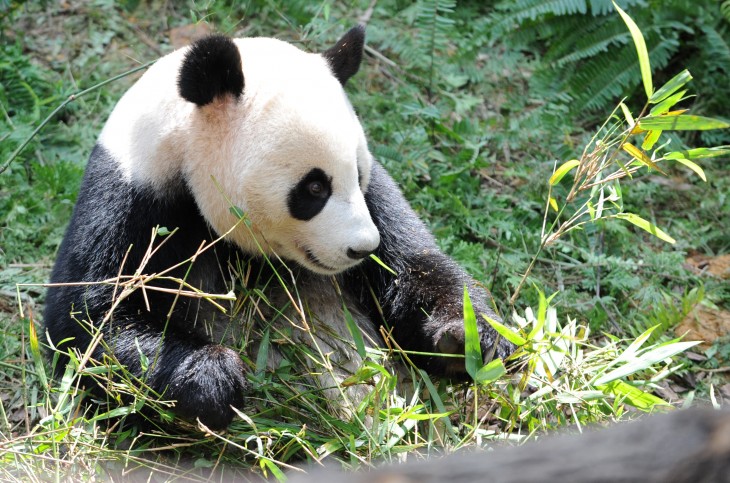 China-based TribePlay raises $750,000 to produce monthly Dr. Panda kids’ games