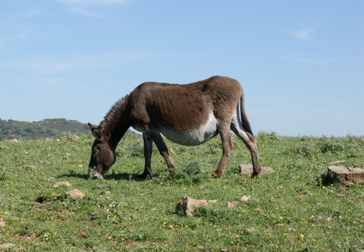 No, Google did not run over a donkey in Botswana