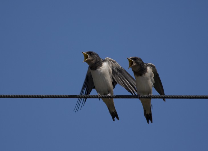 More Twitter users chose to tweet from a mobile device rather than a PC in 2012, study says