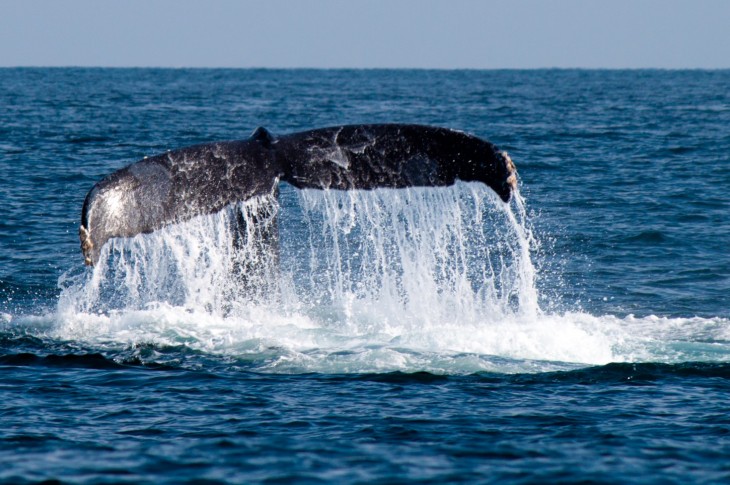 Just 10 days after its last outage, Twitter gets hit with the fail whale (Update: Fixed)