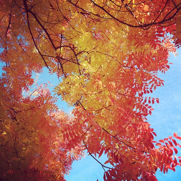 Instagram reports 90M monthly active users, 40M photos/day despite TOS ruckus, with 10k peak likes per ...
