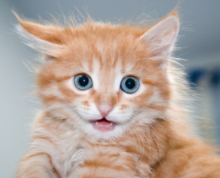 How Catmoji got 7,000 users to share 21,000 cat video and pictures in one month