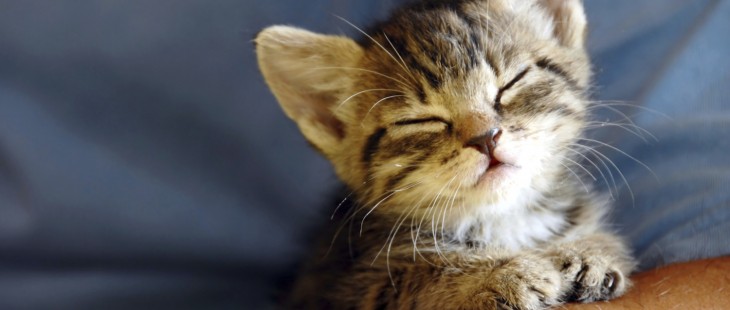 Twitter quietly releases lolcat language option for all, kthxbai