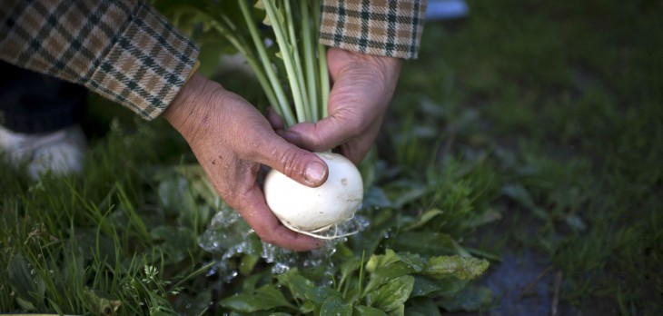 Sprout it teaches you how to grow your own vegetables with harvesting schedules, tasks and reminders