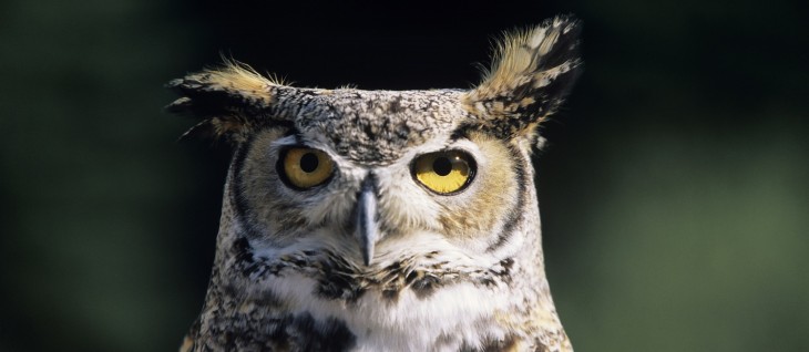 HootSuite launches Assignments for Chrome, letting teams assign posts directly from Facebook and Twitter ...