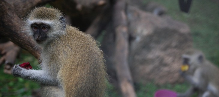 SurveyMonkey taps Mashery to launch fresh APIs, announces integration with Hootsuite