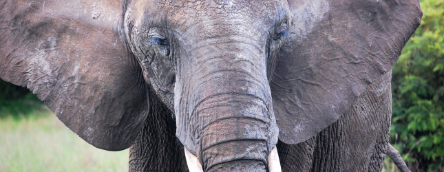 Evernote updates its Windows Phone app with a redesigned home screen, better tags and checkbox support ...
