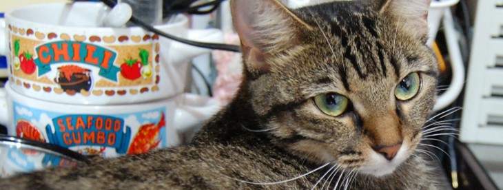 Cinemagram introduces tagging and lets users import GIFs (bring out the cats)