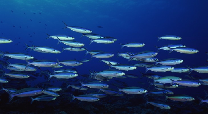 CocoaChina’s Fishing Joy franchise surfs its way to $6m in monthly revenue, 10m daily active users ...
