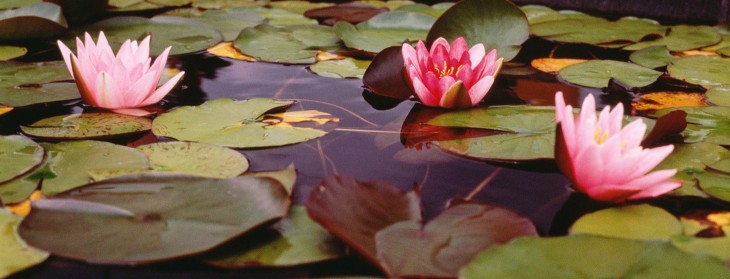 Stock media marketplace Pond5 acquires rival Pixmac to boost its international profile