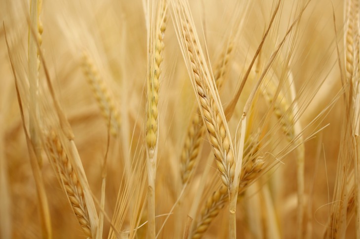 Barley is a simple, gorgeous-looking WYSIWYG Website editor from Viddlerâs ex-tech evangelist