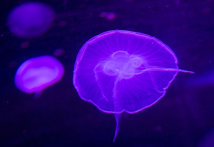 Ben Finkel revealed as CTO of Jelly, a mystery mobile-first product from Twitter co-founder Biz Stone ...