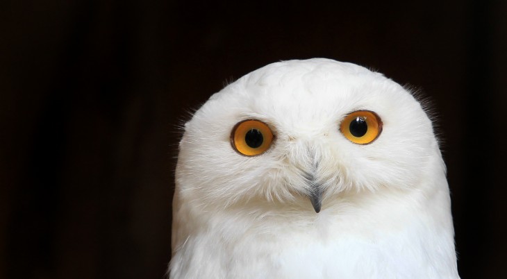 HootSuite refreshes its Hootlet Chrome extension to help you share things from the Web