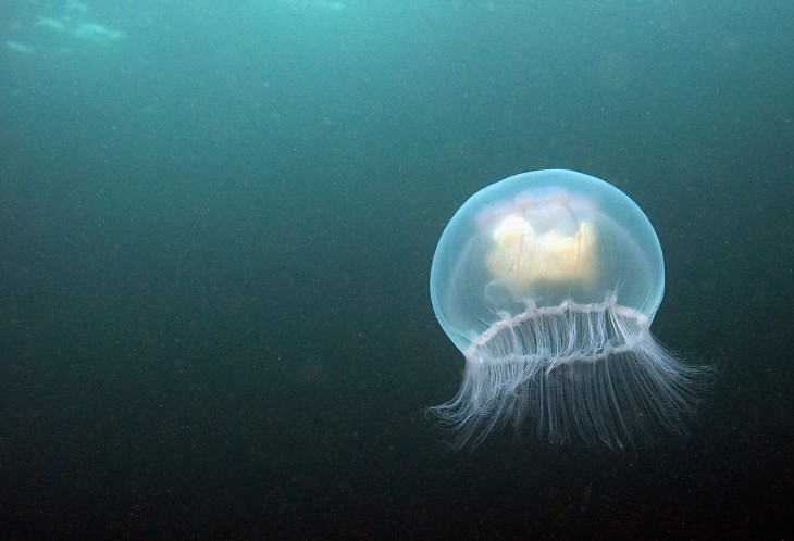 Biz Stoneâs Jelly nabs Series A funding from Spark Capital, SV Angel, Al Gore, Jack Dorsey, others