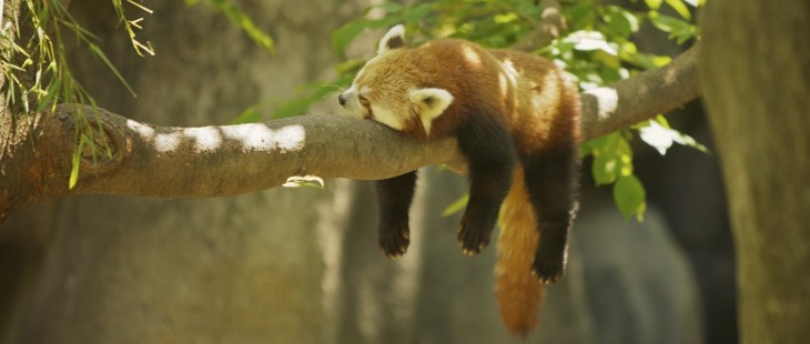 Mozilla unveils ‘aggressive’ Firefox OS schedule: Quarterly feature releases, security updates ...