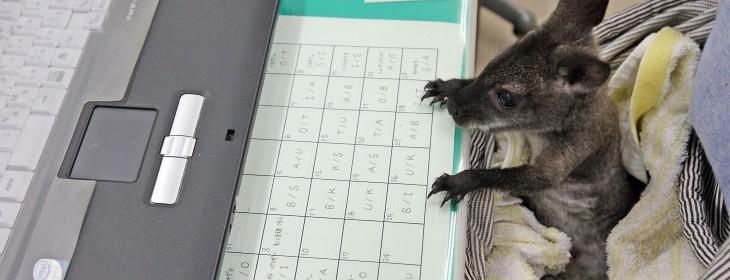 Wallaby 2.0 for iOS adds Foursquare integration to its roster of credit card talents