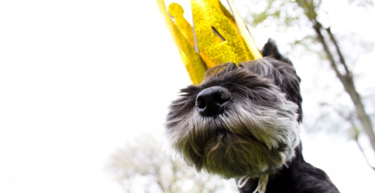 Candy Crush maker King expands its 190M-user gaming kingdom with Pet Rescue Saga for iOS and Android