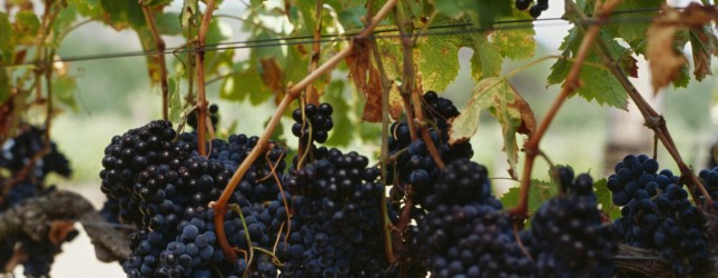 Vine for Android updated with front-facing camera support, new upload manager, and speed improvements ...