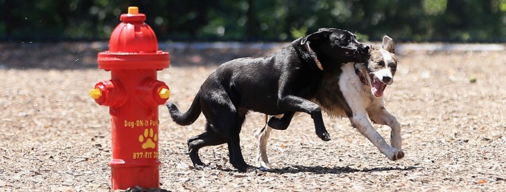 Rover.com fetches $3.5M, signs exclusive partnership deal with Petco for its Airbnb for dogs service