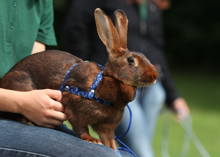 TaskRabbit begins servicing 5 new cities as it inches closer to 1.25M new users in 2013