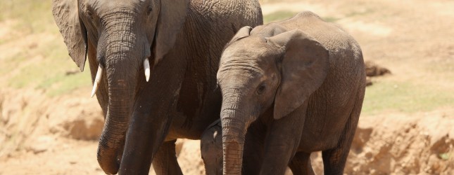 76M Vivo subscribers in Brazil will get a 1 year Evernote Premium subscription thanks to Telefónica ...