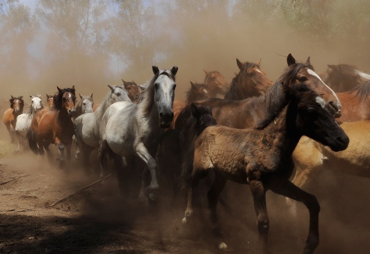 Case closed: The creators of the @Horse_ebooks Twitter account have finally been revealed