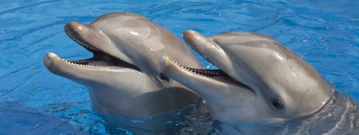Dolphin browser goes local, partnering with Baidu, Yandex, Yahoo Japan and DuckDuckGo