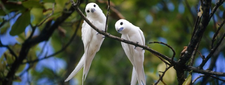 Chirp, the clever app that lets you share pictures and more using ‘digital birdsong’, hits ...