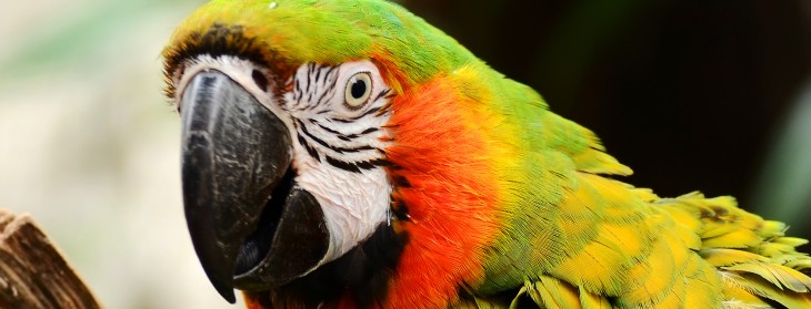 Macaw, the Web design tool for programmers, hits Kickstarter. Here’s an overview of why it’s ...