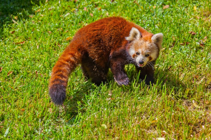 Mozilla unveils Firefox OS App Manager, a developer tool coming in Firefox 26 for building and debugging ...