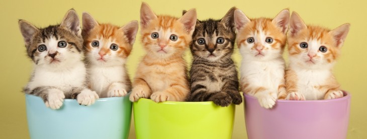BuzzFeed is outsourcing its translation work to Duolingo as it seeks to conquer more markets