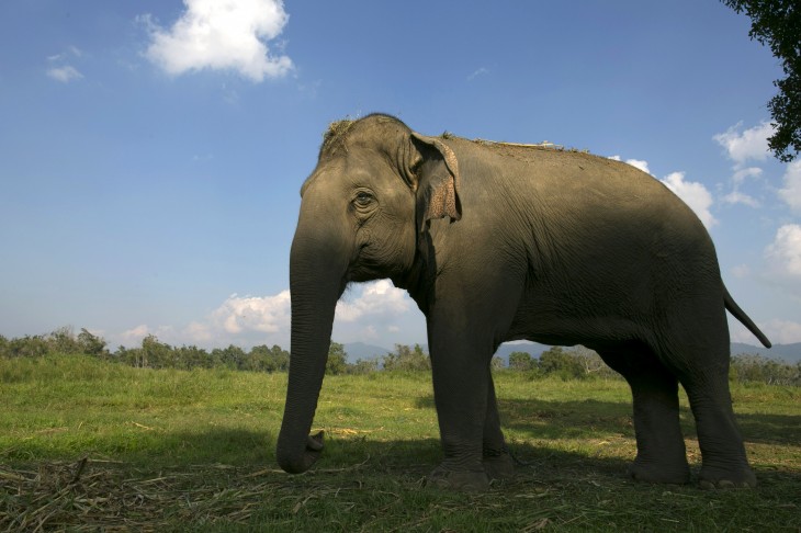 Evernote postpones rollout of API rate limits for existing apps until November 18
